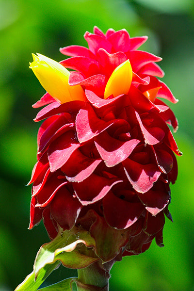 Costus