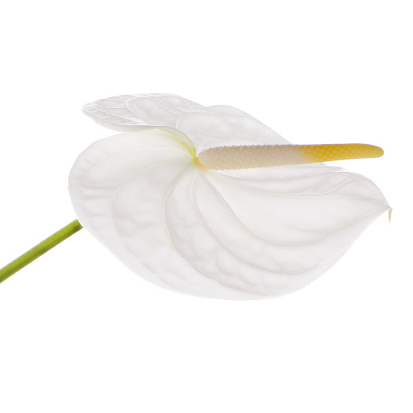 White Anthurium